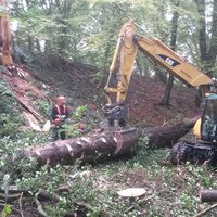 Baumfällung und Bagger