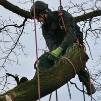 Baumpflege mit Seiltechnik