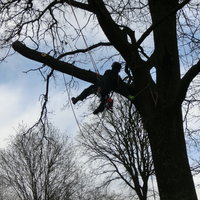 Baumpflege mit Seiltechnik