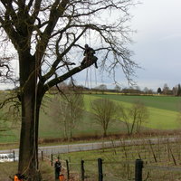 Baumpflege mit Seiltechnik